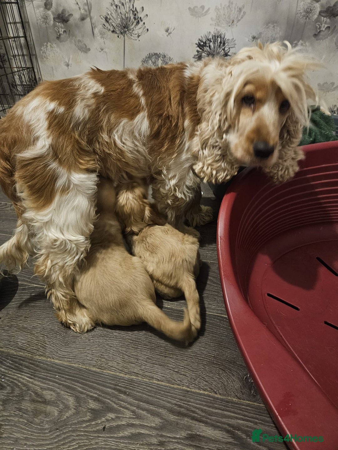 Cocker Spaniel dogs for sale: READY NOW ! Kc reg show cockers - Advert 4