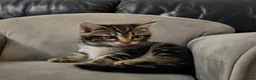 Maine Coon cats for sale: Litter of 5 Maine Coon X kittens - Advert 18