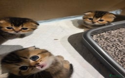 Scottish Fold cats for sale: Scottish Fold Kittens - Image 5