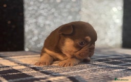 French Bulldog dogs for sale: Beautiful litter of 4 - Image 9