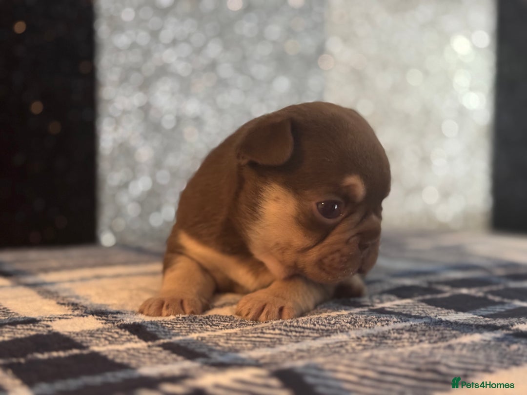 French Bulldog dogs for sale: Beautiful litter of 4 - Image 9