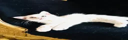 Ragdoll cats for sale: GCCF Ragdolls  - Advert 5