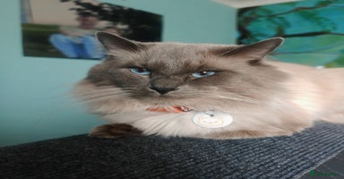Ragdoll cats in Preston - Advert 9
