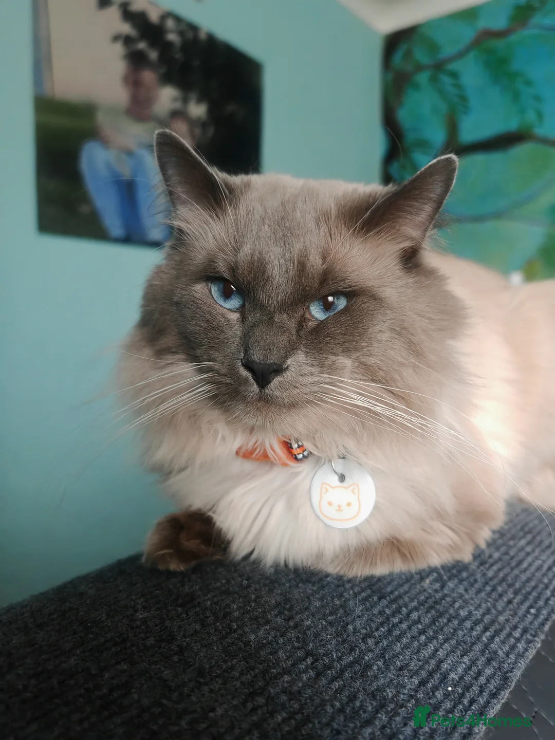 Ragdoll cats for stud: BEAUTIFUL BLUE POINT LARGE STUD RAGDOLL in Preston - Advert 2