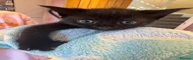 Domestic Shorthair 1