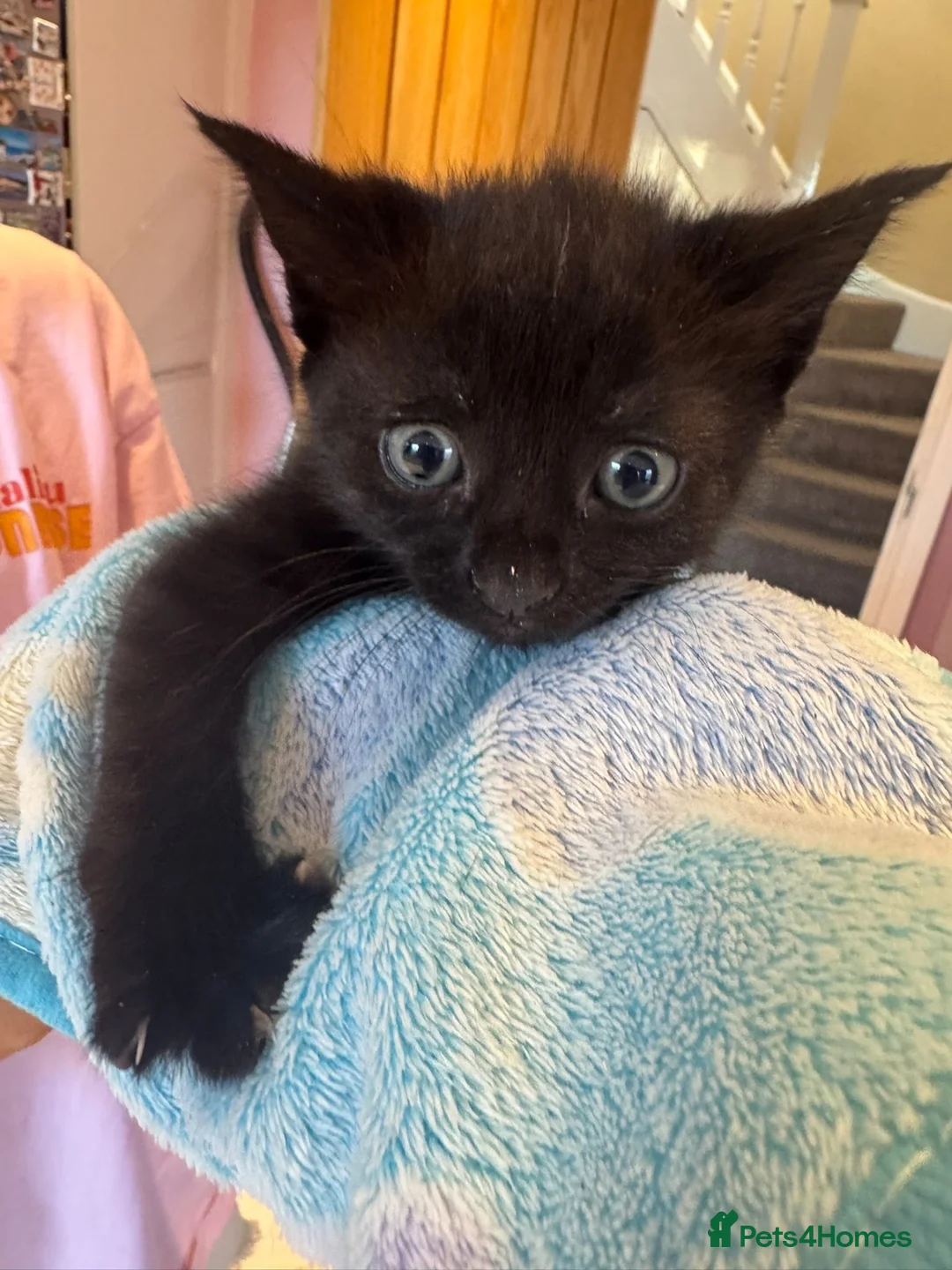 Domestic Shorthair cats for sale: 3 lovely black kittens  - Advert 2