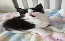 Maine Coon cats for sale: TICA registered pedigree Maincoon kittens - Image 11