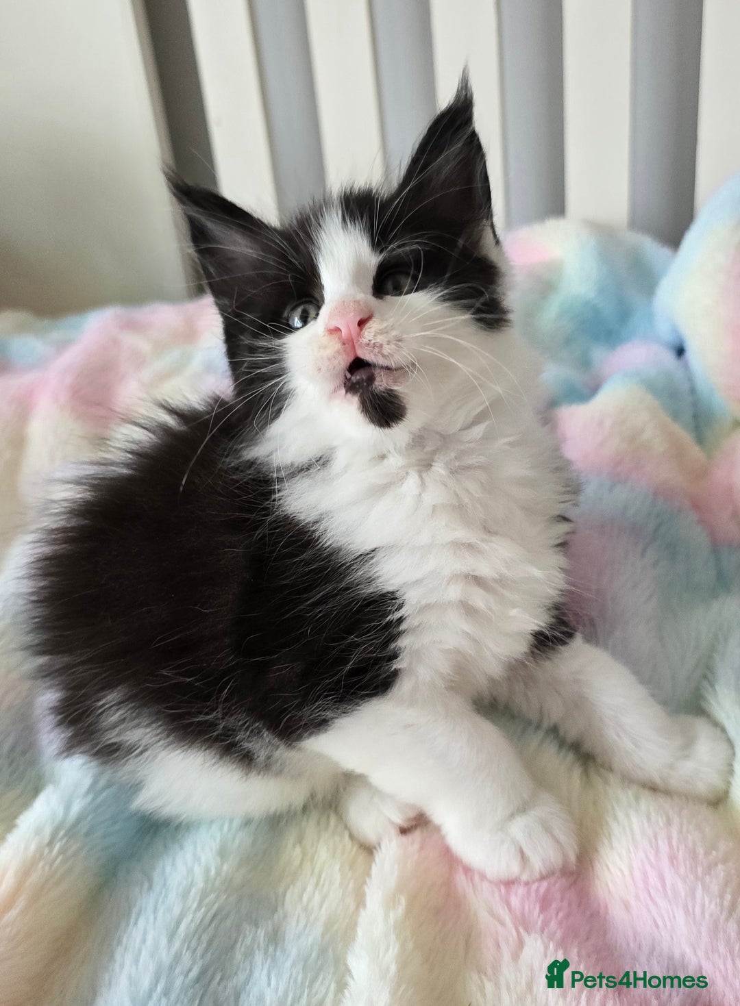 Maine Coon cats for sale: TICA registered pedigree Maincoon kittens - Image 11