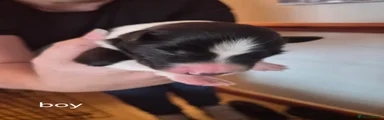 Border Collie 3