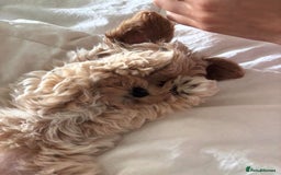 Maltese dogs for sale: Maltipoo Gorgeous Girl  - Image 12