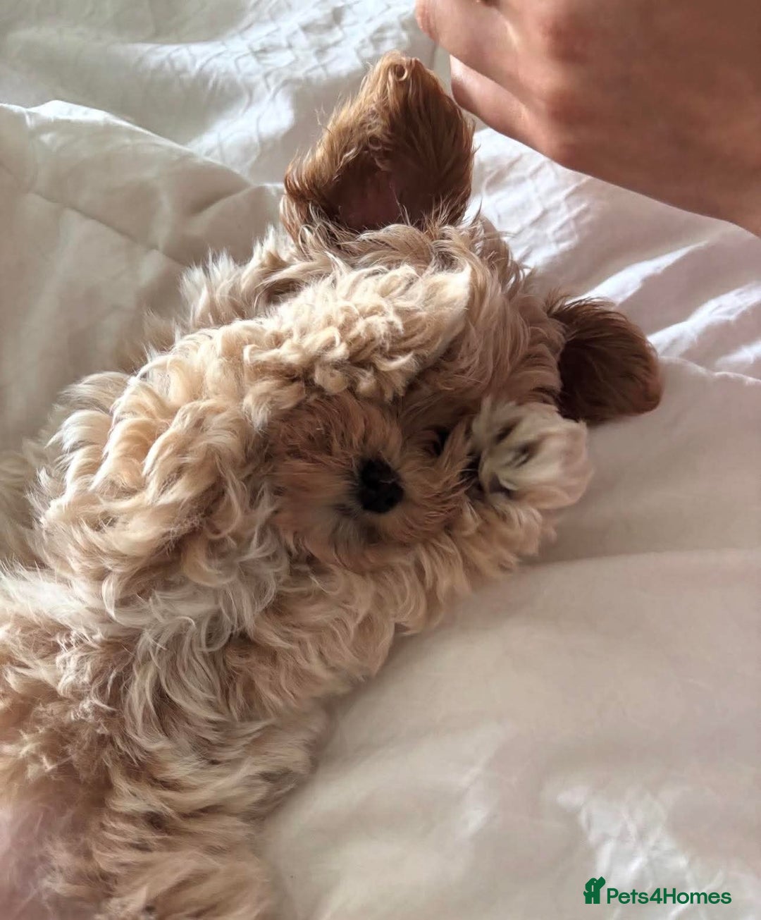 Maltese dogs for sale: Maltipoo Gorgeous Girl  - Image 12