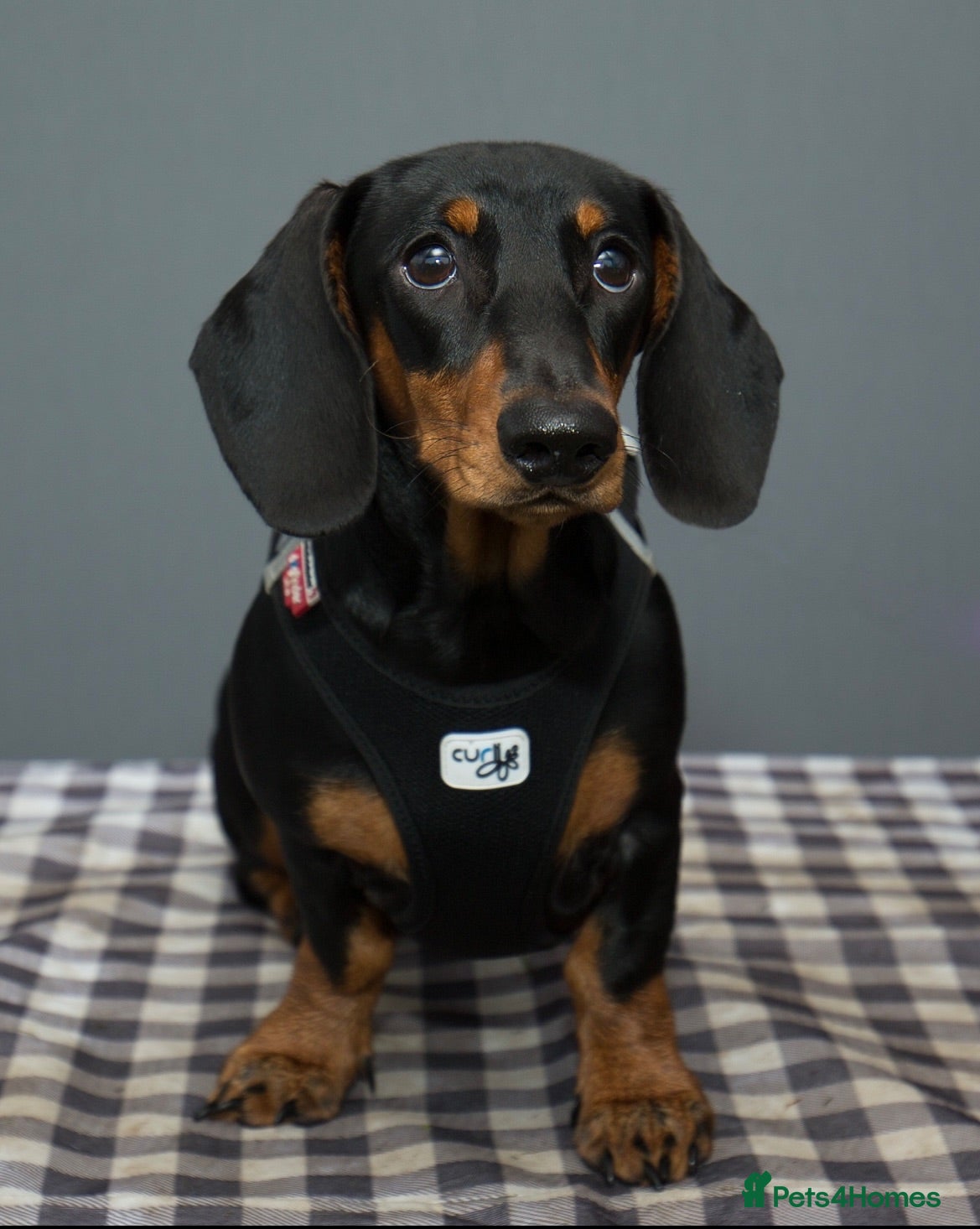 Dachshund dogs Beautiful litter of Dachshunds - Advert 1