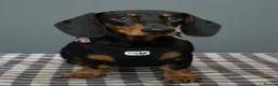 Dachshund dogs for sale: Beautiful litter of standard Dachshund  - Advert 1