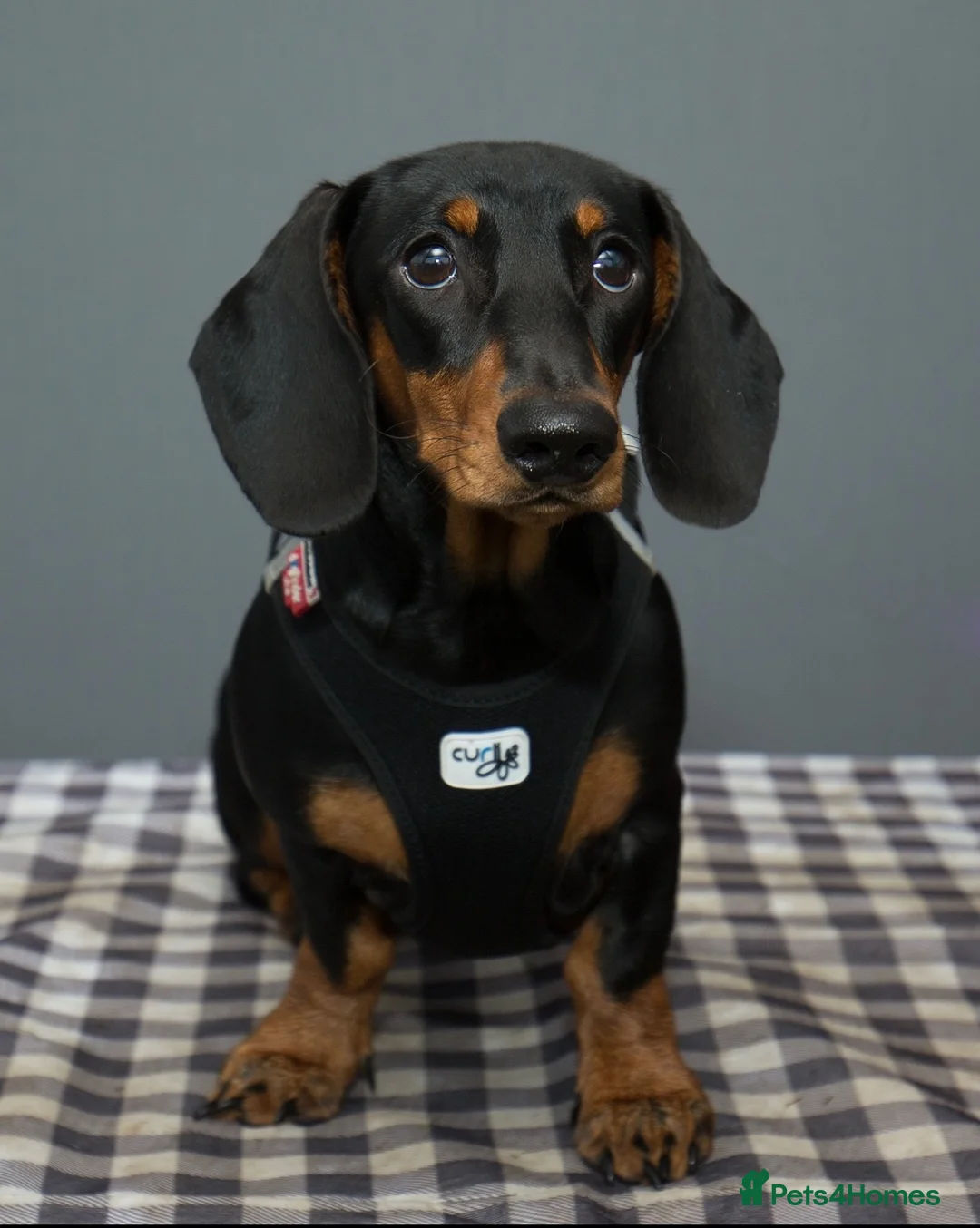 Dachshund dogs for sale: Beautiful litter of standard Dachshund  - Advert 1