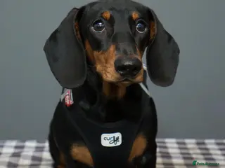 Dachshund dogs Beautiful litter of Dachshunds - Advert 1