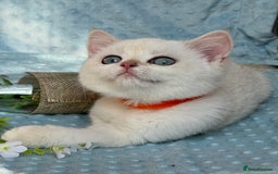 British Shorthair cats for sale: British sh golden kittens NY 12 GCCF  - Image 12