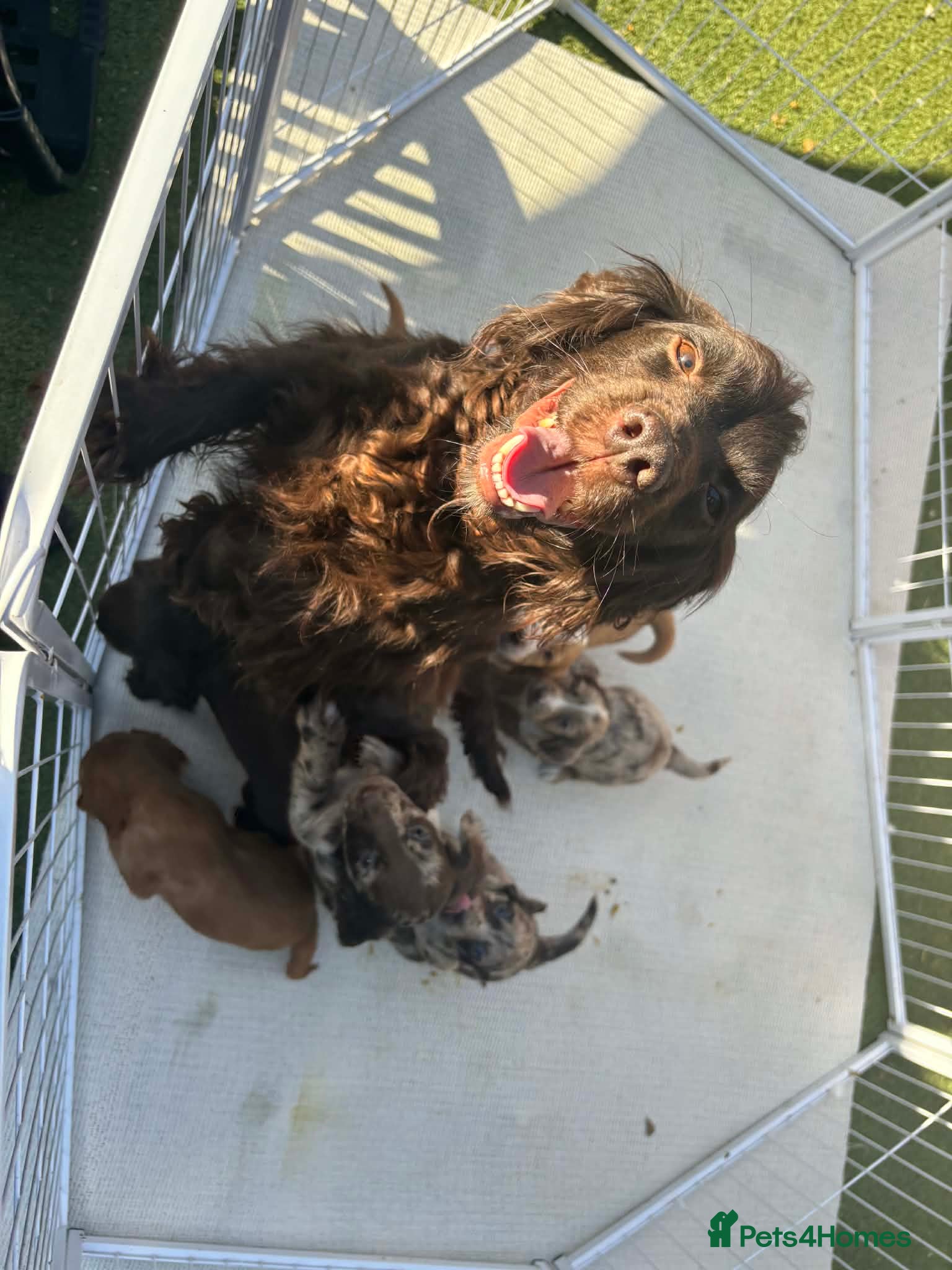 Cocker Spaniel dogs Cocker spaniel pupies - Advert 1