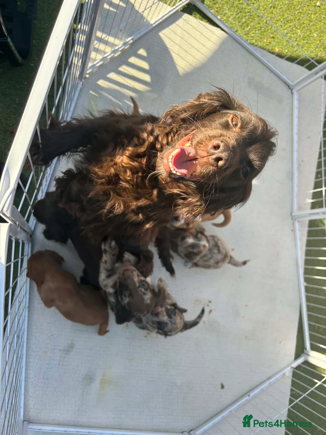 Cocker Spaniel dogs for sale: Cocker spaniel pupies - Advert 1