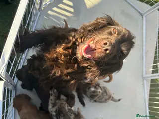 Cocker Spaniel dogs Cocker spaniel pupies - Advert 1