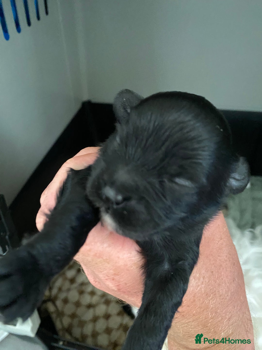 Maltipoo dogs for sale: Stunning maltipoo puppy’s  - Image 3