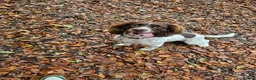 English Springer Spaniel dogs for sale: Luna  in Petersfield - Advert 2