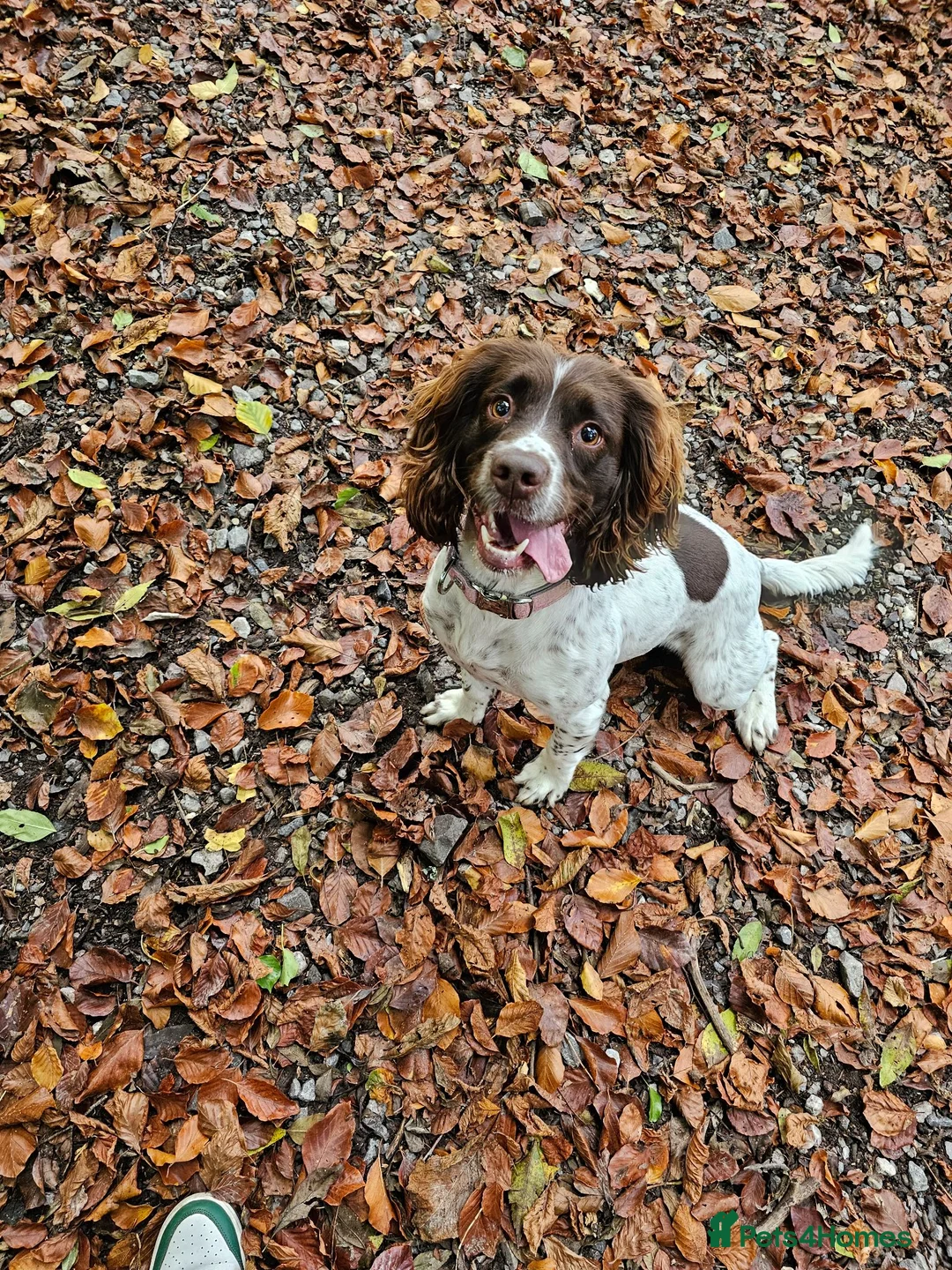 English Springer Spaniel dogs for sale: Luna  in Petersfield - Advert 2