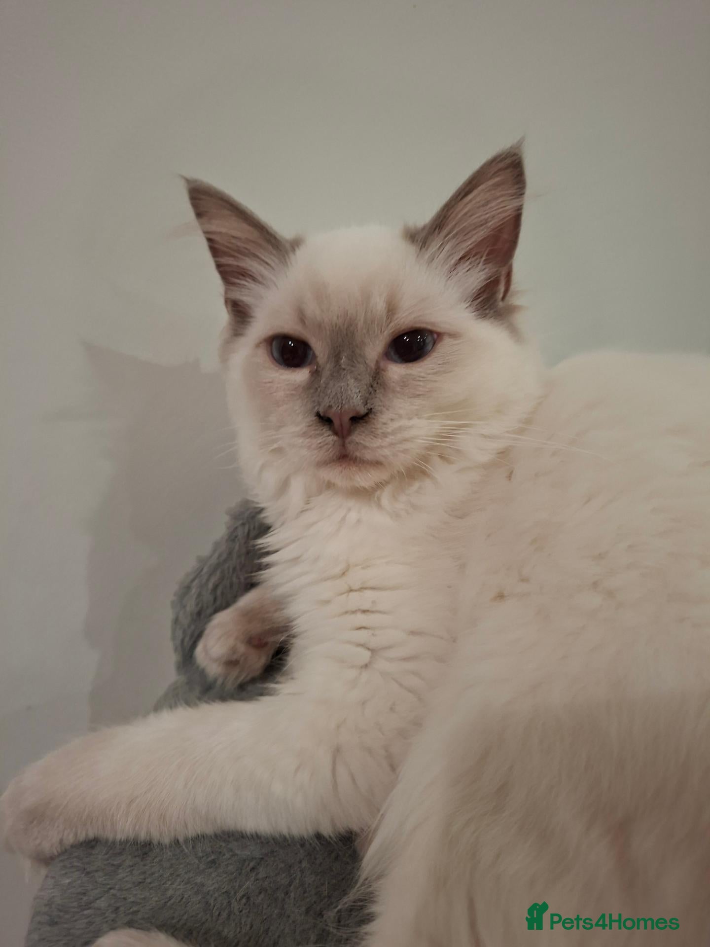 Ragdoll cats for sale: Lilac Ragdoll boy - Advert 1