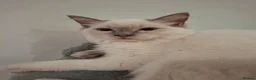 Ragdoll cats for sale: Lilac Ragdoll boy - Advert 1