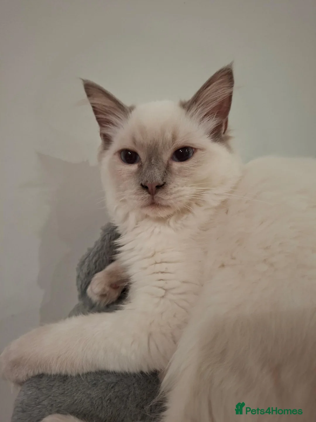 Ragdoll cats for sale: Lilac Ragdoll boy - Advert 1