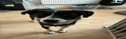 Mixed Breed dogs for adoption: Jazz for adoption in Leigh-on-Sea - Advert 5
