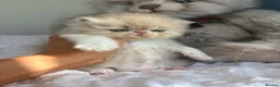 Persian cats for sale: Beautiful Persian kittens - Advert 16