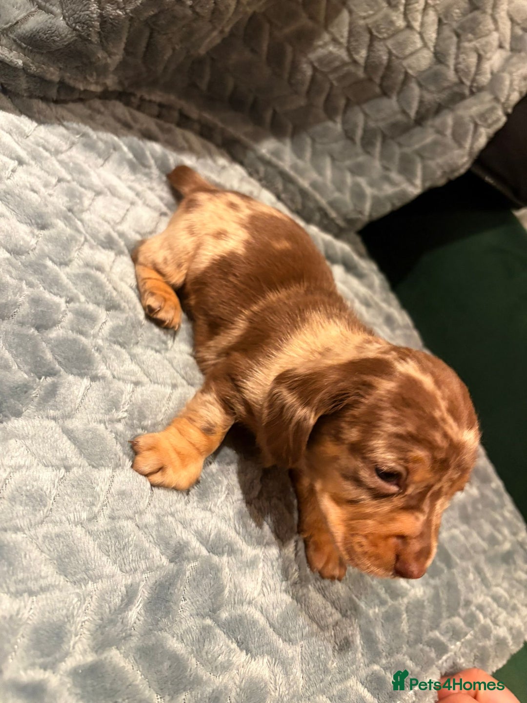 Miniature Dachshund dogs for sale: ✨ Miniature Dachshund Puppies ✨ - Advert 9