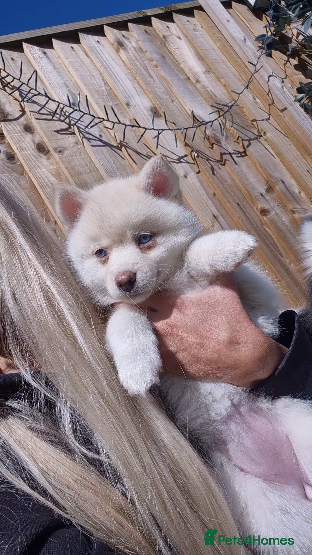 Pomsky dogs READY NOW reduced!  ONLY FEMALE LEFT  - Advert 7