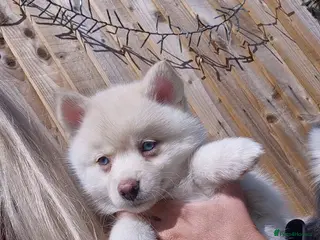 Pomsky dogs READY NOW reduced! ONLY FEMALE LEFT - Advert 7
