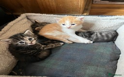 British Shorthair cats for sale: Kittens for sale  - Image 10