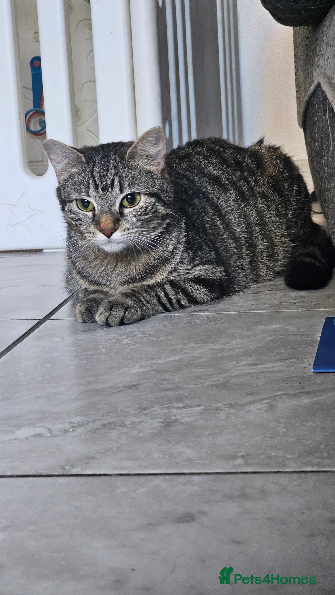 Mixed Breed cats for sale: Beautiful girl - Advert 2