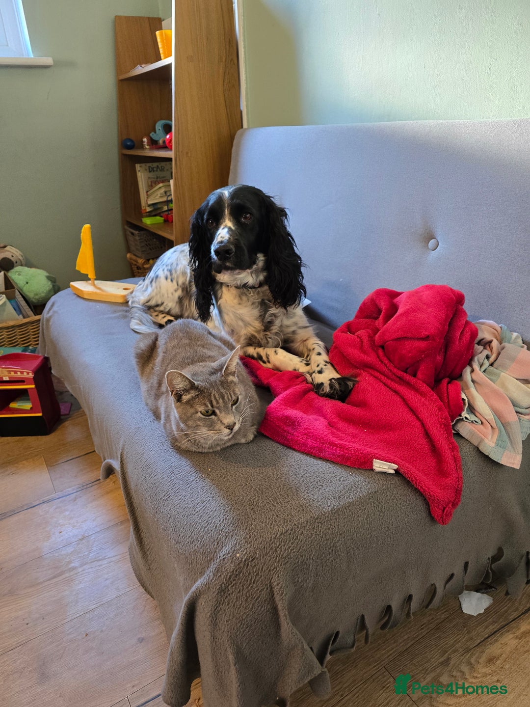 Bengal cats for sale: 3 beautiful part bengal kittens - Advert 6