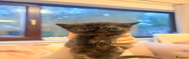 Persian Kitten 3