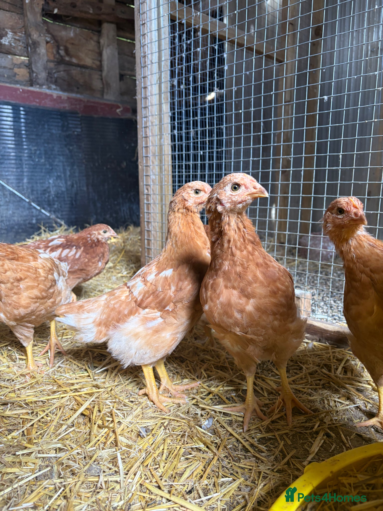 Chickens poultry 6 week old ISA Brown Pullets - Advert 5