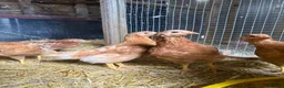Chickens poultry for sale: 6 week old ISA Brown Pullets - Advert 1
