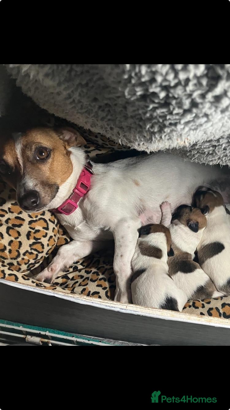 Jack Russell dogs Stunning Jack Russell Puppies  - Advert 2
