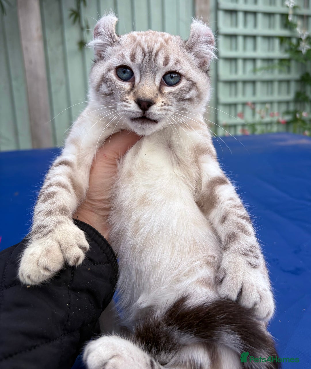 Savannah cats for sale: Breath taking wild looking girl  - Image 5