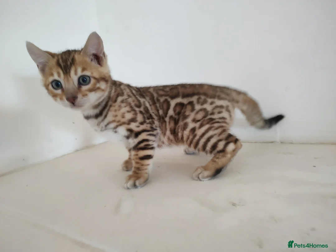 Bengal cats for sale: Bengal boy kitten - Advert 1
