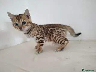 Bengal cats Bengal boy kitten - Advert 2