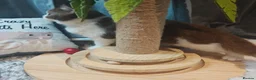 British Longhair cats for sale: cinnamon bi colour boys  - Advert 14