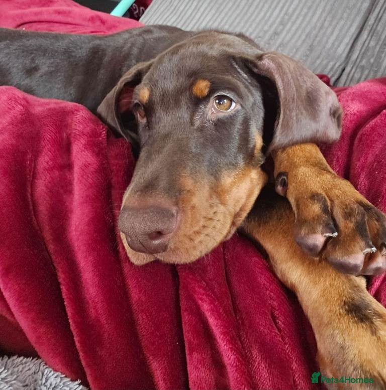 Dobermann dogs 5 Month Old Dobermann - Advert 1
