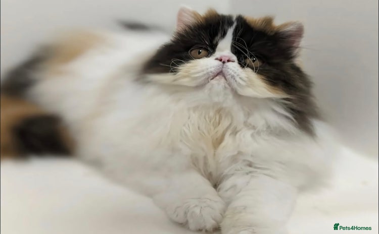 Persian cats - Advert 1