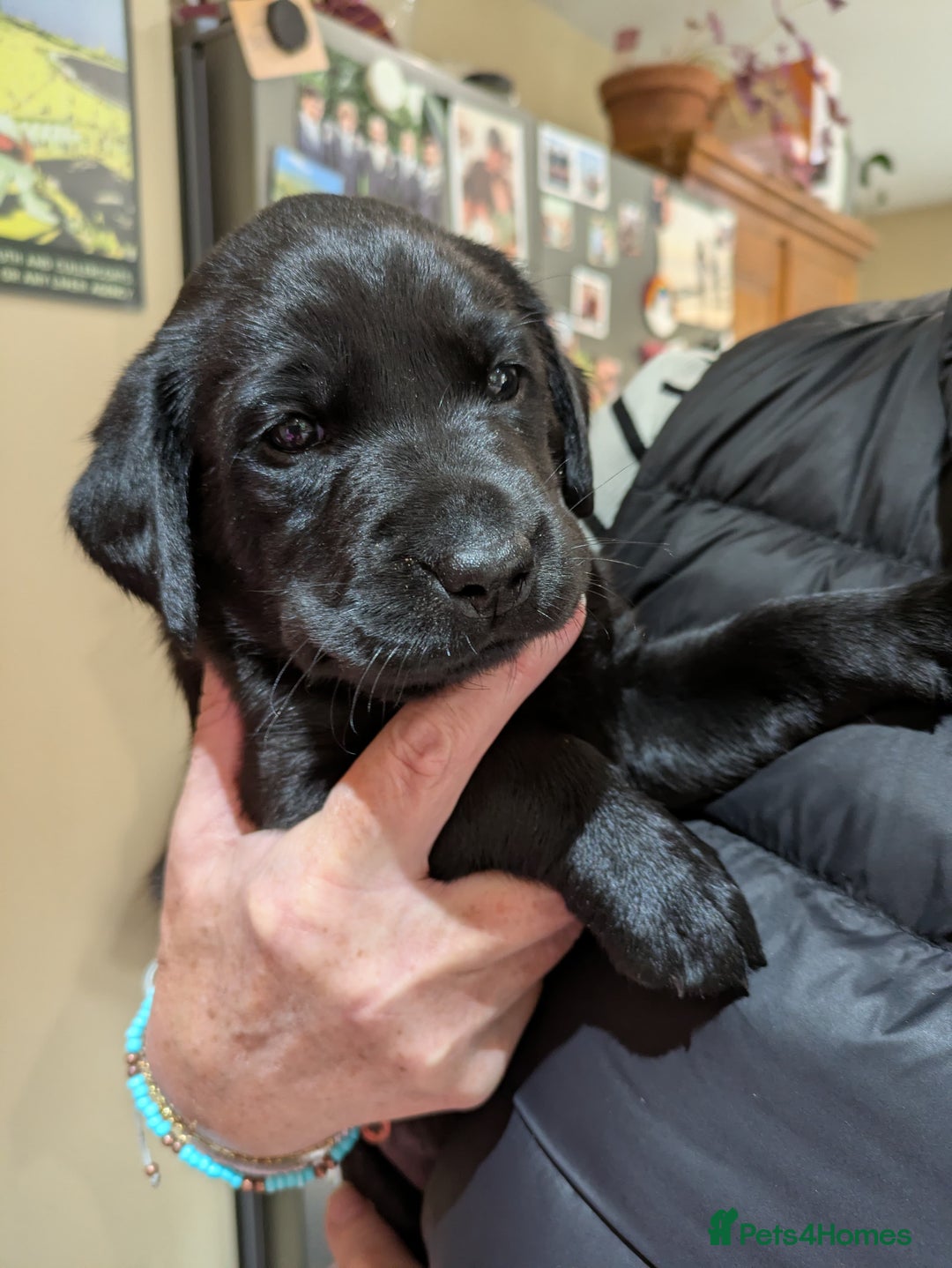 Labrador Retriever dogs for sale: Black Labrador Puppies for sale  - Image 9