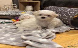 Maltese dogs for sale: **READY NOW** Full Maltese Boy Puppy’s  - Image 4