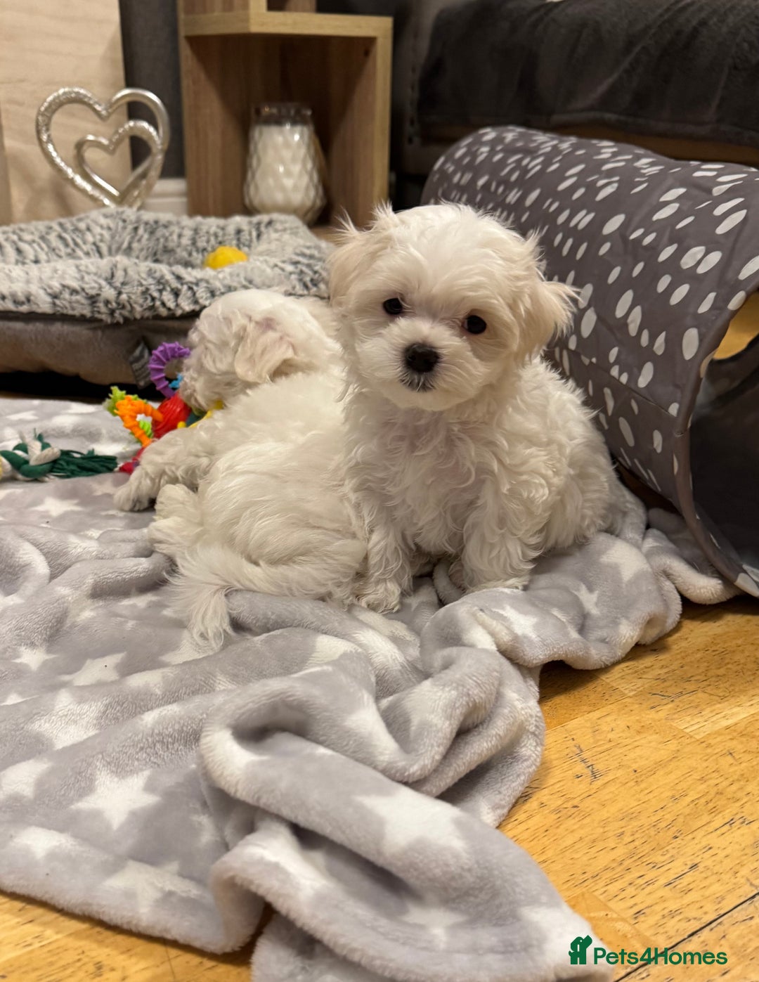 Maltese dogs for sale: **READY NOW** Full Maltese Boy Puppy’s  - Image 4